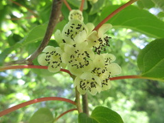 Actinidia arguta