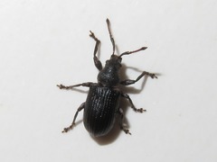 Phyllobius pyri