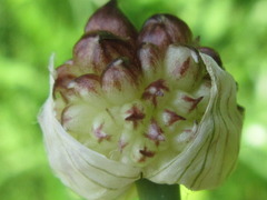 Allium macrostemon