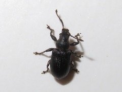 Phyllobius pyri