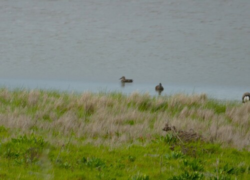 Australasian Shoveler