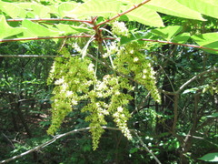 Toxicodendron trichocarpum