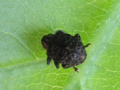 Stereonychus thoracicus