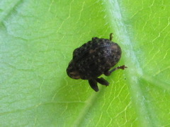 Stereonychus thoracicus