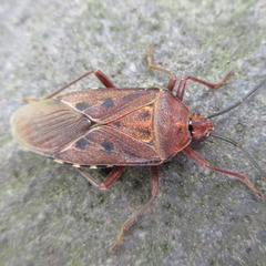 Urochela quadrinotata