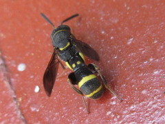 Leucospis sinensis