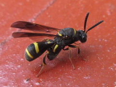 Leucospis sinensis