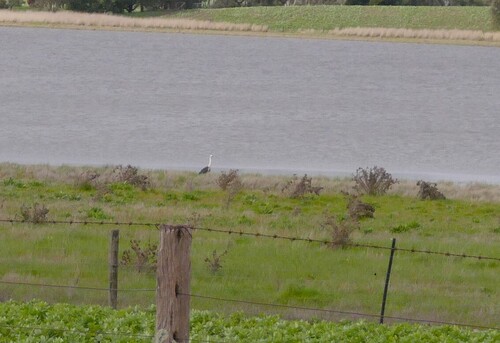 White-necked Heron
