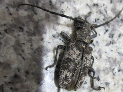 Lamiomimus gottschei