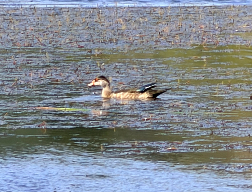 Wood Duck observed by laskarose