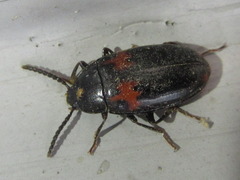 Basanus tsushimensis