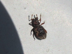 Yunakovius orientalis