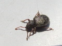 Yunakovius orientalis