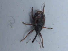 Anthonomus bisignifer