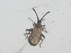 Coriomeris scabricornis