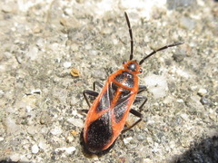 Arocatus melanostoma