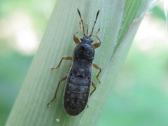 Dimorphopterus pallipes