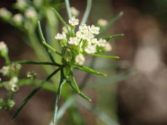 Cyclospermum leptophyllum image