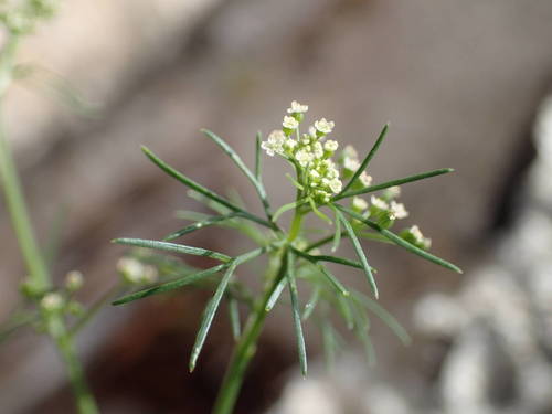 Cyclospermum leptophyllum image