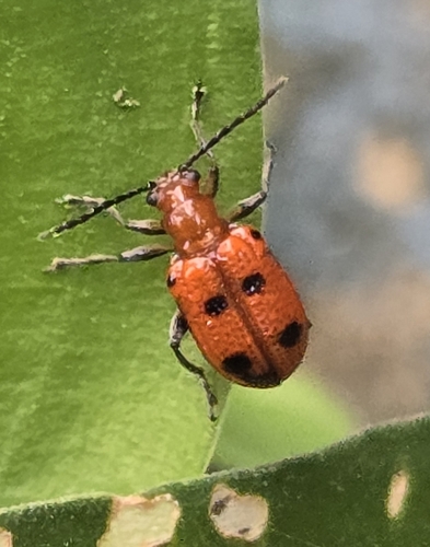 Four-spotted Neolema