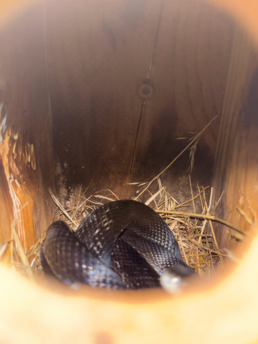 Central Ratsnake observed by underthesea