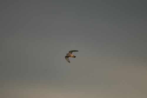 Peregrine Falcon observed by zachbt