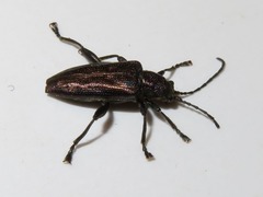 Donacia marginata