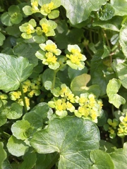 Chrysosplenium