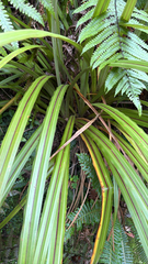 Astelia fragrans, photograph (c) Christopher Hynes, some rights reserved (CC BY)