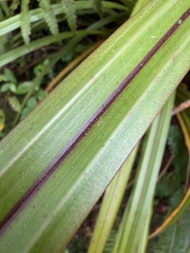 Astelia fragrans, photograph 5