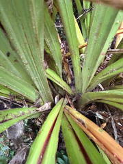 Astelia fragrans, photograph (c) Christopher Hynes, some rights reserved (CC BY)