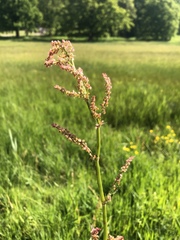 Rumex