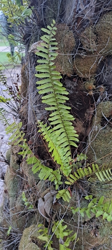 Nephrolepis rivularis, photograph 1
