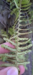 (c) Marcio Santos Ferreira, some rights reserved (CC BY) Nephrolepis rivularis, photograph (c) Marcio Santos Ferreira, some rights reserved (CC BY)