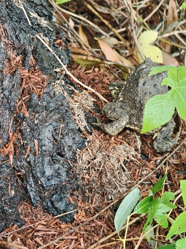 Asiatic Toad