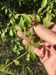 Acalypha eremorum