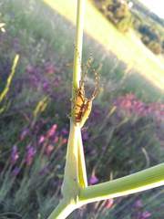 Agapanthia asphodeli