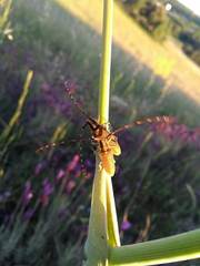 Agapanthia asphodeli