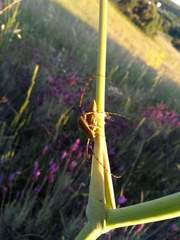 Agapanthia asphodeli