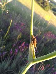 Agapanthia asphodeli