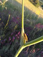 Agapanthia asphodeli