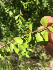 Acalypha eremorum