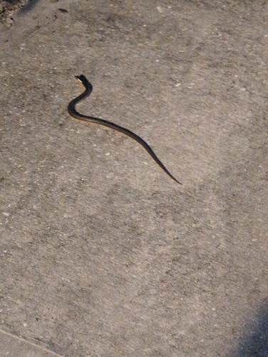 Eastern Glass Lizard observed by boyles