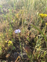 Linum perenne