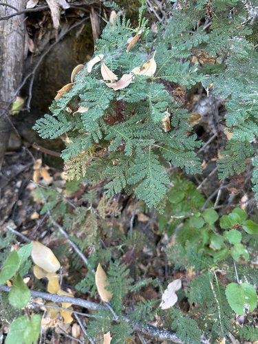 Chamaebatia foliolosa, photograph 3