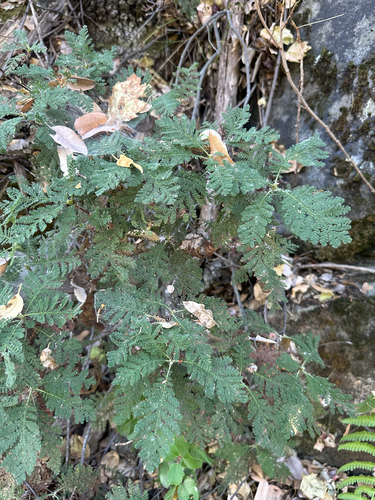 Chamaebatia foliolosa, photograph 4