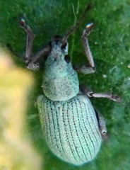 Phyllobius virideaeris