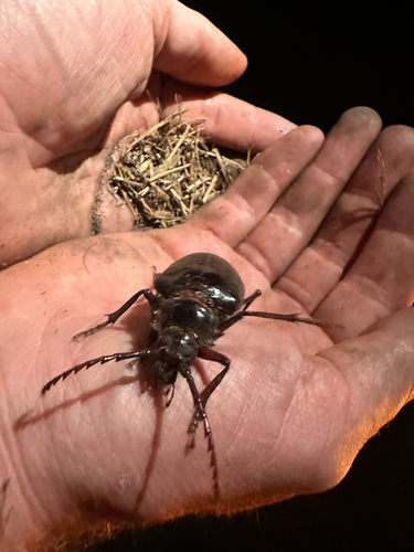 iNaturalist observation photo of California Root Borer