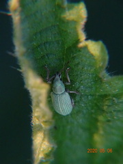 Phyllobius virideaeris