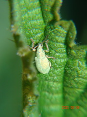 Phyllobius virideaeris